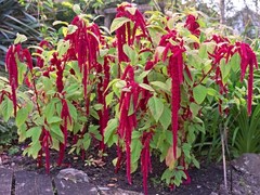 4000 Love Lies Bleeding Amaranth Seeds Organic Heirloom Non-GMO- With Bonus!