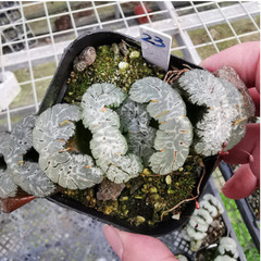 Haworthia Truncata Hybrid Succulent plants potted Home Garden Bonsai 6-8cm