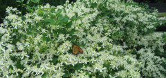 1-Year Roots Sweet Autumn Clematis (Virginsbower Clematis Paniculate Terniflora)