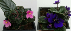 2 = 1 Pink African Violet Live Plant + 1 Blue-Purple African Violet 2″ MINI pots