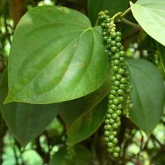 Black Peppercorn (Piper nigrum) Vine Seeds (30) / ORGANIC / FLORIDA GROWN