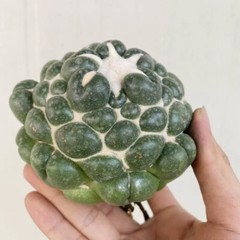 8CM Succulent Cactus Plant Coryphantha Elephantidens Stingless Cactaceae Plant