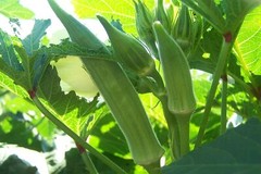 Cowhorn Okra Seeds, NON-GMO, Spineless, Texas Longhorn, Large Okra, FREE SHIP