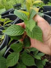 1 Nanking Cheropugy bush cherry, rooted plant. Zones 4-8