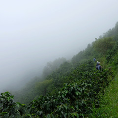 ETHIOPIAN YIRGACHEFFE COFFEE BEANS MEDIUM ROASTED 5 POUNDS
