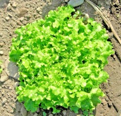 GREEN ICE LOOSE LEAF LETTUCE 800 SEEDS (1 gram) FRESH FOR 2024 GARDENS