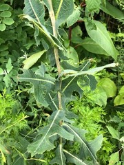 Wild Prickly Lettuce SEEDS Lactuca Serriola Medicinal*Pain/Withdrawal~100% Clean
