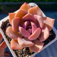 Rare Succulent Graptoveria Debbie Rooted Easy Care Pink Purple Live Plant 2.5″
