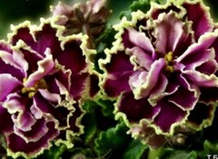 African Violet Plant Kamennyj Tsvetok/ Stone Flower Starter