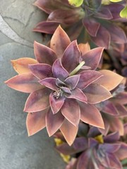 Rare Pink Succulent Graptoveria Dusty Easy Care Bare Root Live Plant 1-Head 2″