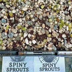 SEEDS (10pk) W Var. Presidio County X10 (Ten) US SELLER Cactus Mexico