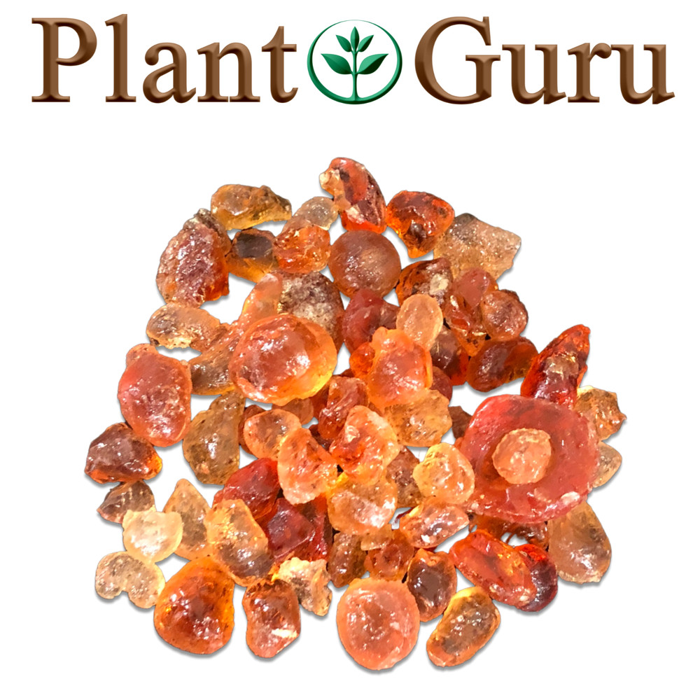 Gum Arabic Resin Incense – 100% Pure & Natural Hashab Acacia Wicca Pagan Bulk