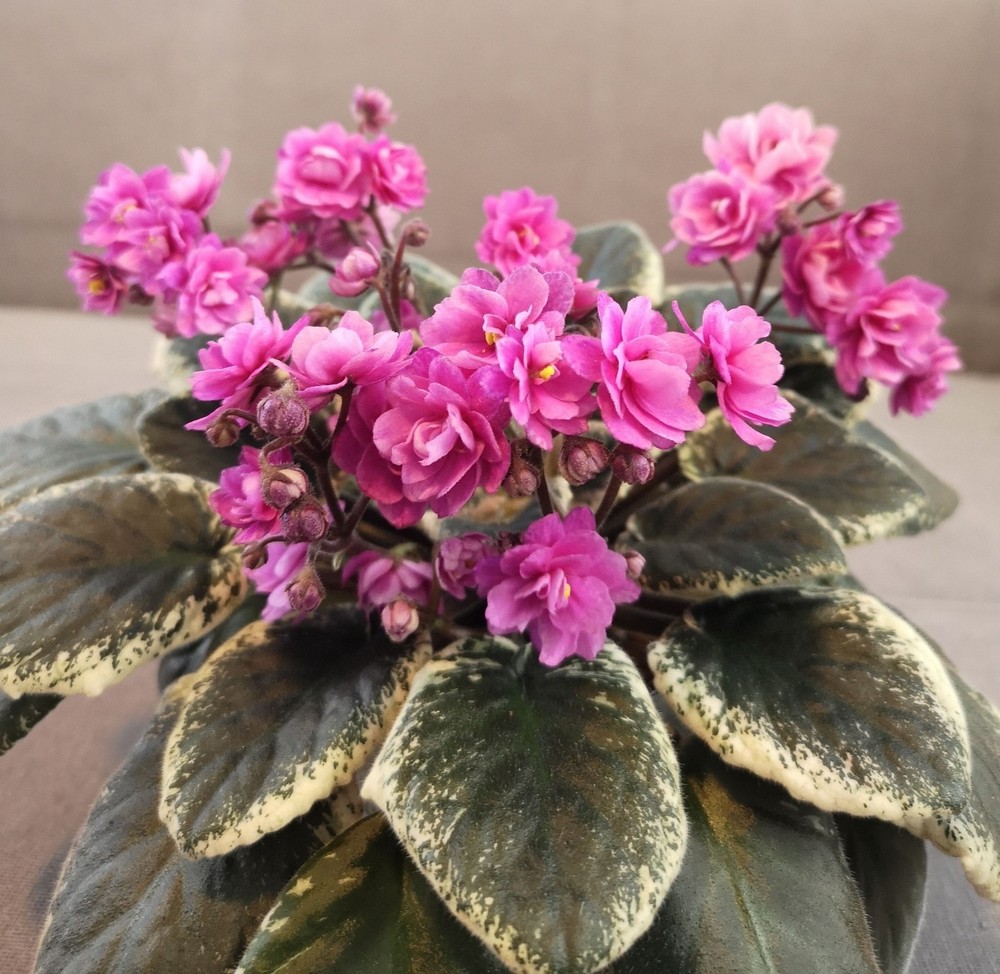 African Violet Plant Cajuns Hot Expectations Starter Plant Standard