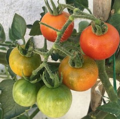 100+ Organic Red Sweetie Cherry Tomato Seeds (Lycopersicon) Fruit Vegetable USA