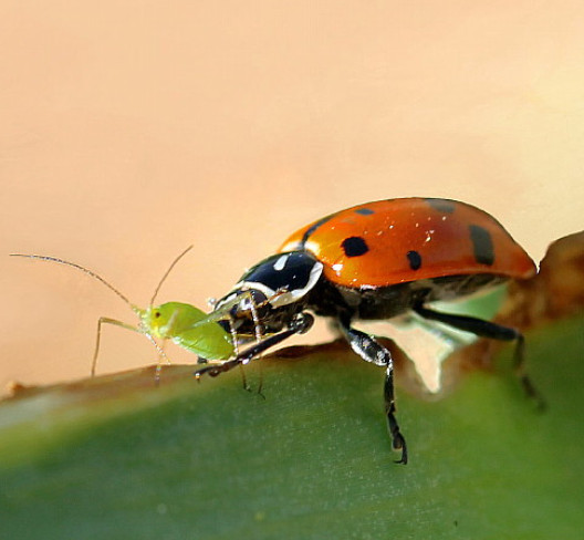 4,500 Live Ladybugs – Guaranteed Live Delivery! (3 x 1,500) FreeShipping