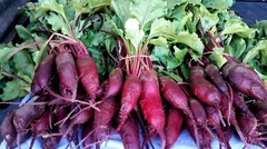 Cylindra Beet Seeds, NON-GMO, Formanova, Butter Slicer, FREE SHIPPING