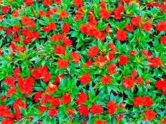 25 RED FOUR O’CLOCK SEEDS | SALE FREE SHIPPING NON GMO