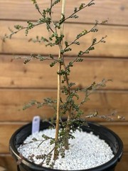 Operculicarya decaryi – Madagascar Elephant Tree – 3 years old