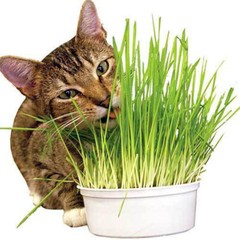 [ WHOLESALE ] Wheat Grass Seed- Guaranteed to Grow, Pets Friendly (USDA Organic)