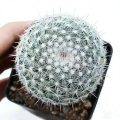 Mammillaria hahniana – Easy-Care Live Cactus Plant for Beginners