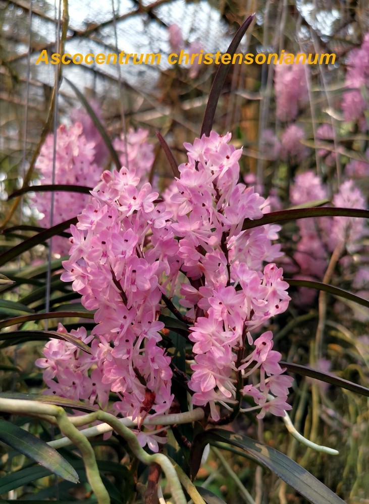 LOVELY PINK VIETNAM VANDA ORCHID SPECIES christensonia BS plant