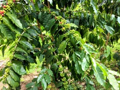 100% KONA HAWAIIAN UNROASTED COFFEE BEANS 10 POUNDS