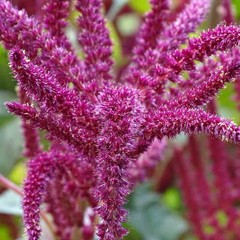 4000 Love Lies Bleeding Amaranth Seeds Organic Heirloom Non-GMO- With Bonus!