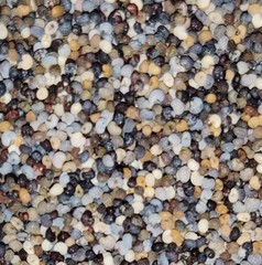 3,000 Seeds – 35 Variety Poppy Seed Mix – P. Somniferum – Amazing Variety Mix
