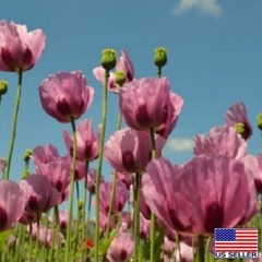 20,000 Untreated, Organic Turkish Papever Somniferum Poppy Seeds For Planting