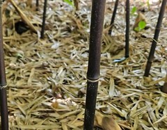(6) Black Bamboo Rhizomes – Cold-Hardy, Evergreen – Privacy Screen, Fast-Growing