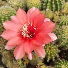 Gymnocalycium baldianum Dwarf Chin Cactus Live Succulent Plant Blooming Cactus