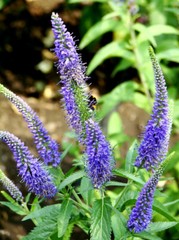 blue veronica Longfolia 160 SEEDS, speedwell, USA SELLER, flowers