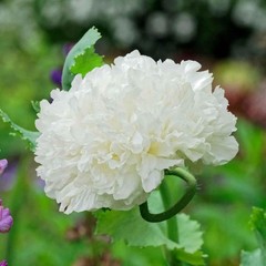 1,000 White Cloud Peony Poppy Seeds – P. Somniferum -Classic Double White Blooms
