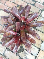 Neoregelia TUNISIA Bromeliad one tropical plant