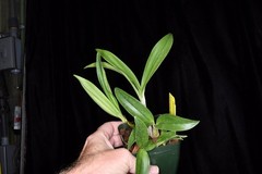 Orchid Hybrid Dendrobium Newbold Bride 3.25” Pot