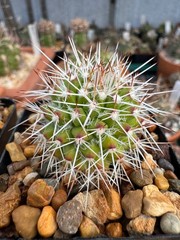 Mammillaria nejapensis, live cactus plant 4 years old own roots