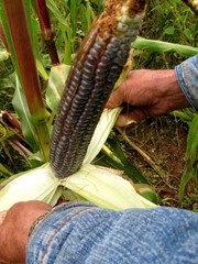 35 Organic Blue Hopi Corn Seed Non-GMO Heirloom- With Bonus!