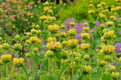 bright yellow phlomis 50 seeds Jerusalem sage, phlomis russeliana