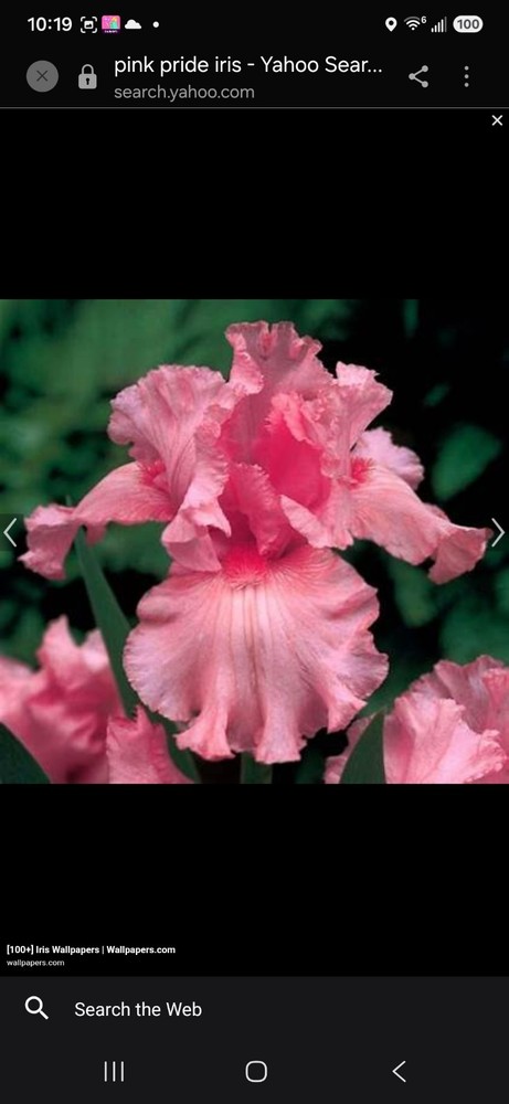 Pink Pride Iris (Iris) Pink Flower Perennial Rhizomes -on Sale Free S&H