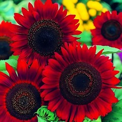40 Red Sun Sunflower Seeds – Deep Red to Scarlet Red Blooms – Stunning Reds