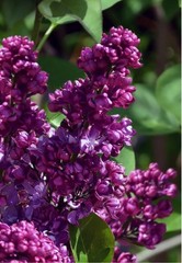 Congo Lilac~Syringa Vulgaris~Small Well Rooted STARTER Plant~4-8” Tall
