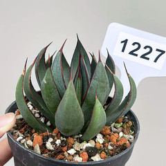 1Pieces 8cm Seedgrowth RareCactis Plant Agave Praying Hands Beautiful Outdoors
