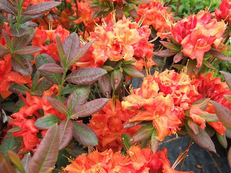 FIREBALL~~Azalea Rhododendron~Well Rooted STARTER Plant!