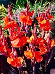 6 – KING HUMBERT Canna Lily Rhizomes bulbs purple/green Leaf, red/orange flowers