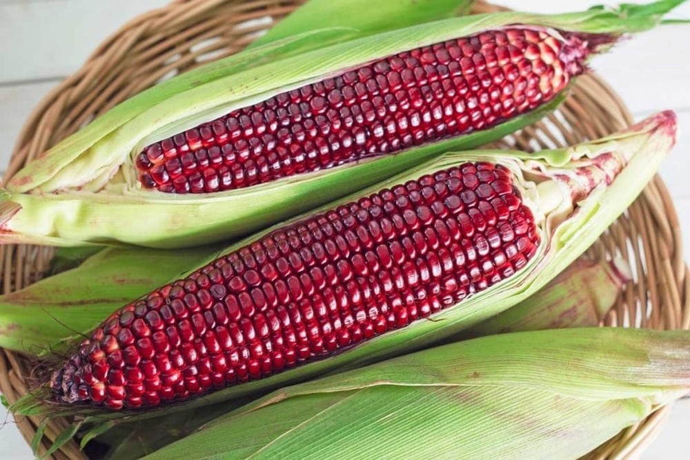 120 Jimmy Red Corn Seed– MOONSHINE