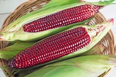 120 Jimmy Red Corn Seed– MOONSHINE