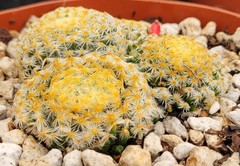 Mammillaria Schiedeana 5 Headed Cluster 3.25″ Wide – Bare Root