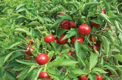 25 SWEET RED CHERRY PEPPER SEEDS ~ heirloomseedguy ~ 2026 ~ NON-GMO