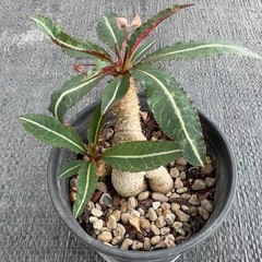 1Piece 7-8cm Seedgrowth Euphorbia Labatii Caudex Cactis Garden RarePlanting