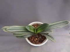 Clivia miniata ‘Echigo-zansetsu’ tricolor variegated [Must read description]